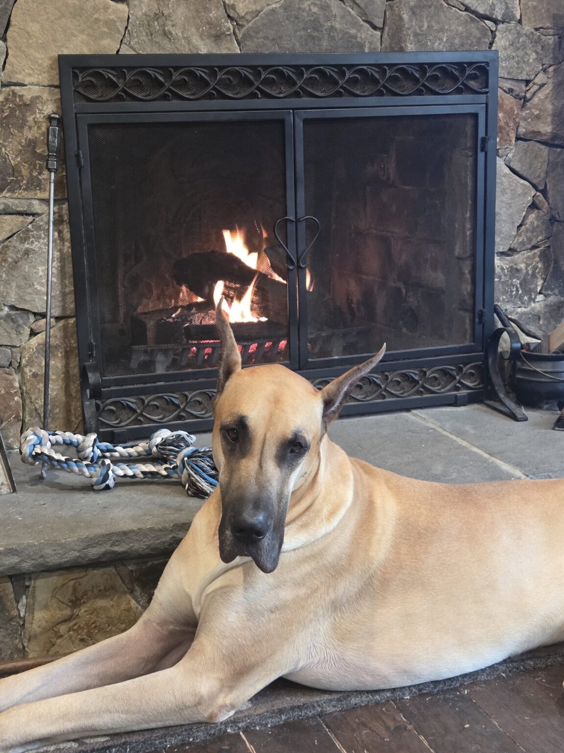 Bolt, a fawn Great Dane, relaxing beside the fireplace