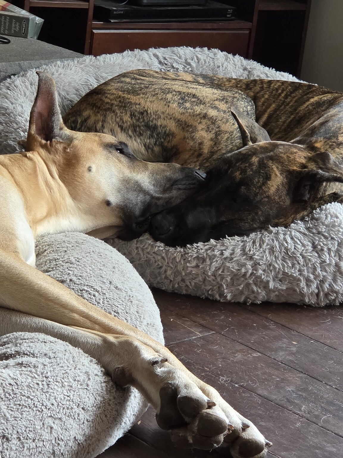 Bolt and Jewel resting close together at home