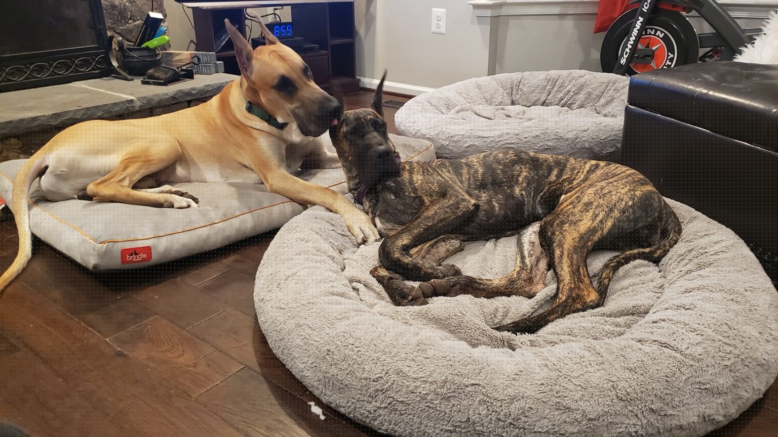 Bolt and Jewel relaxing together at home
