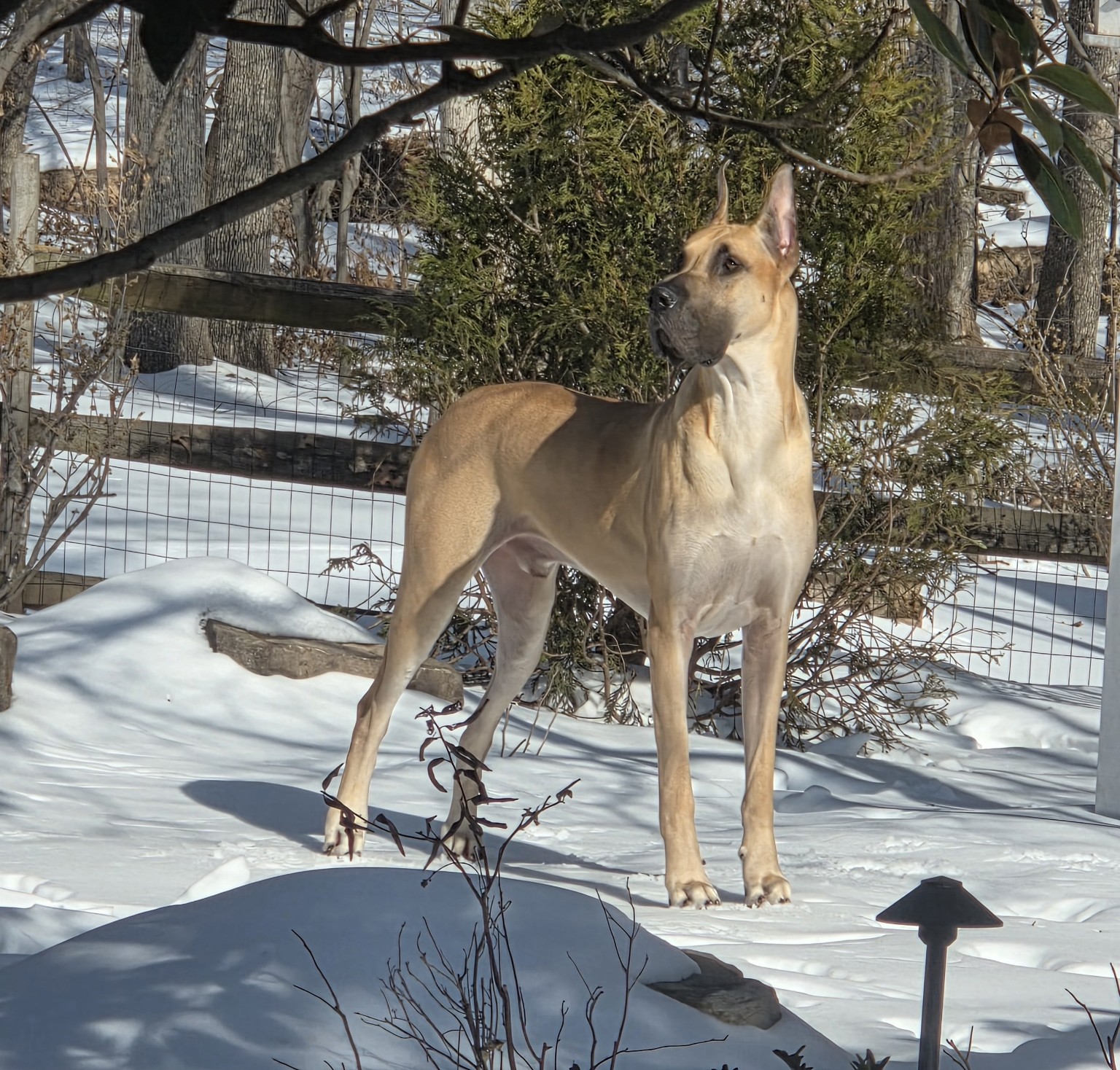 Bolt, a fawn Great Dane, standing outdoors in a snow-covered yard