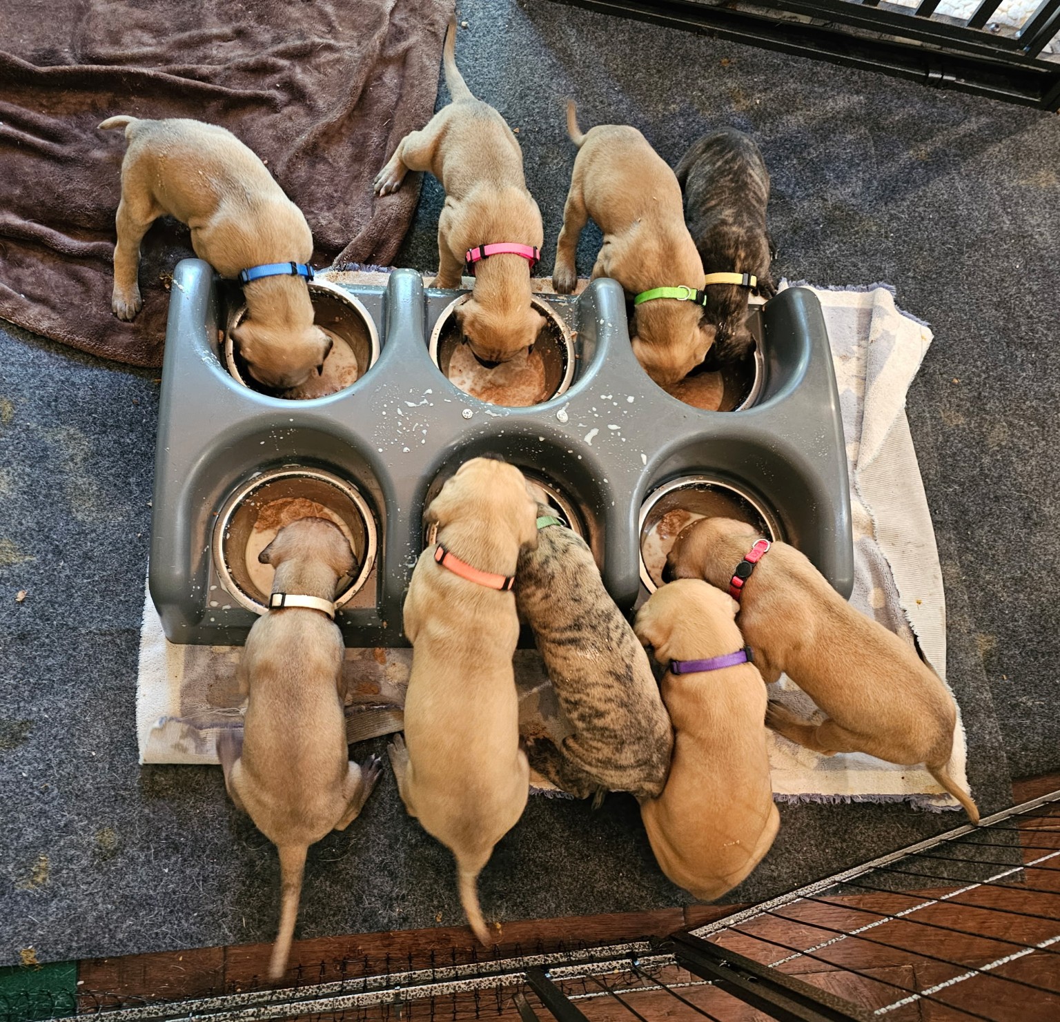 America 250 Legacy Litter puppies gathered around their feeding bowls
