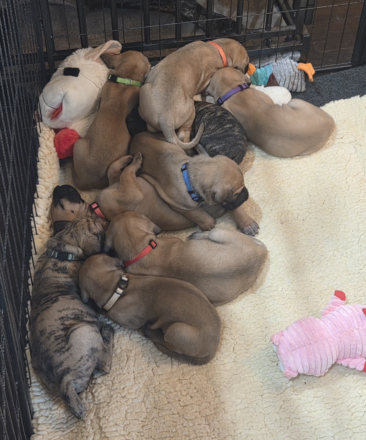America 250 Legacy Litter puppies sleeping together in their play area